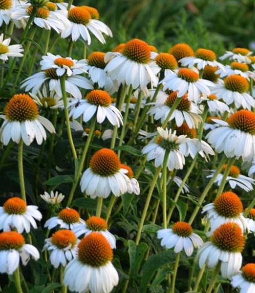 Echinacea purpurea 'PowWow White'
